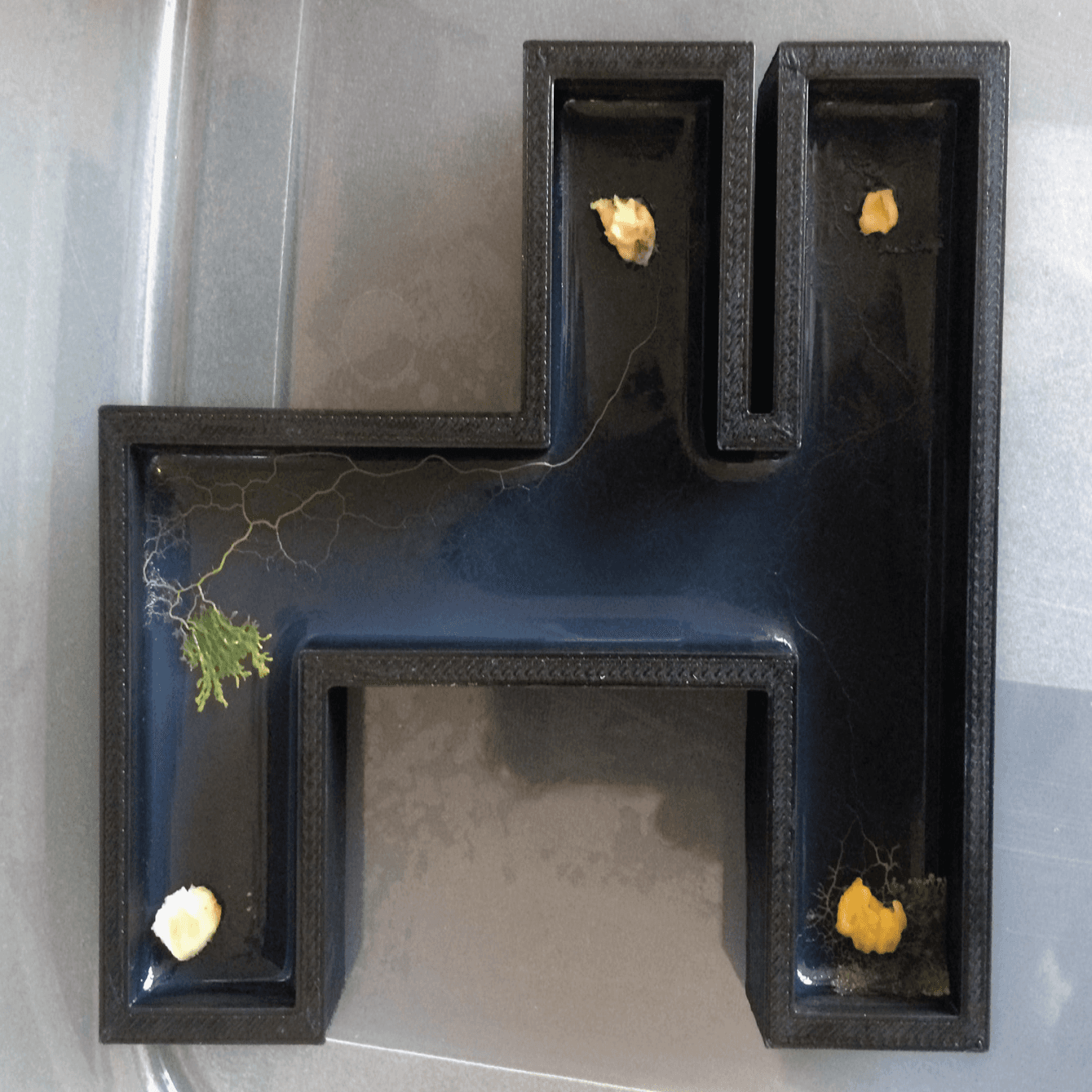 A slime mould 'AND gate' in action.
