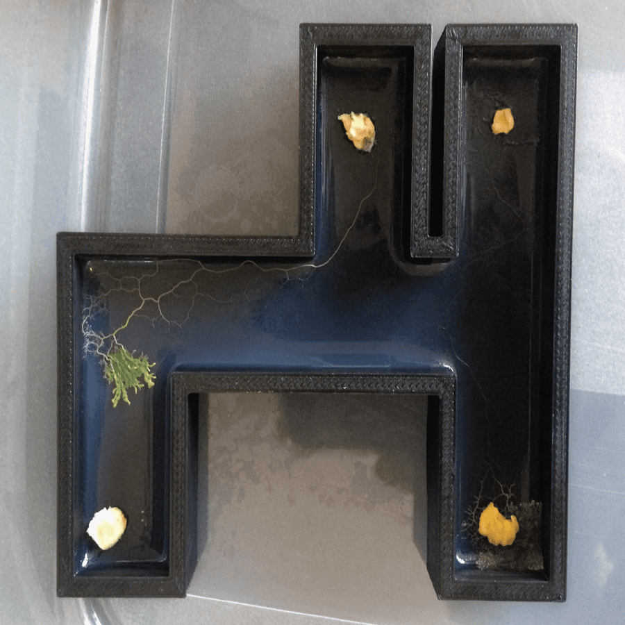 A slime mould 'AND gate' in action.