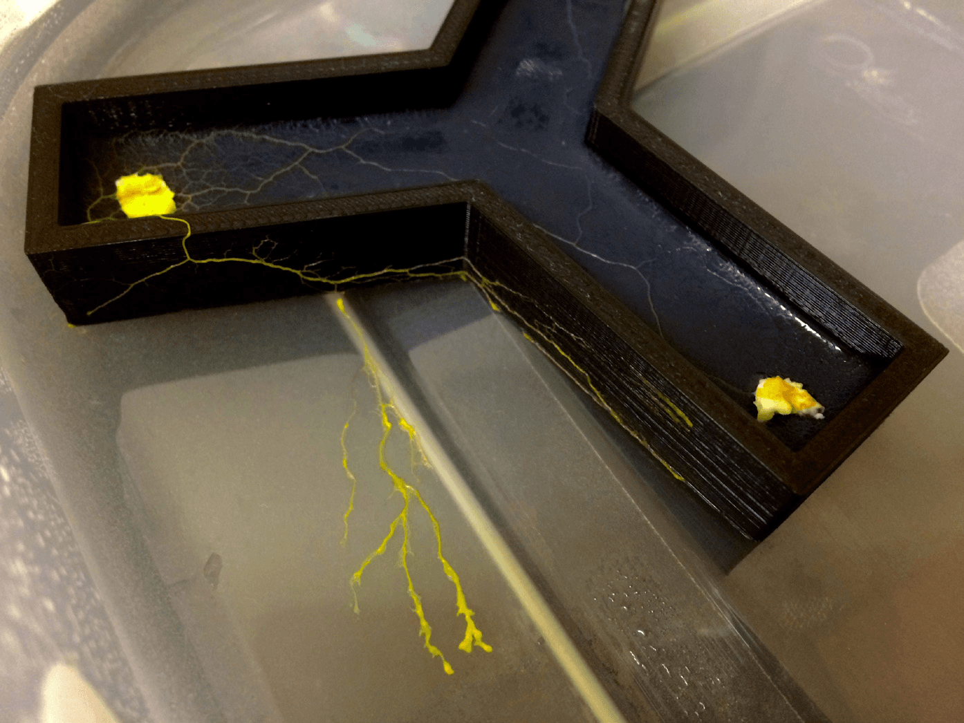 A slime mould escapes the bounds of a logic gate.