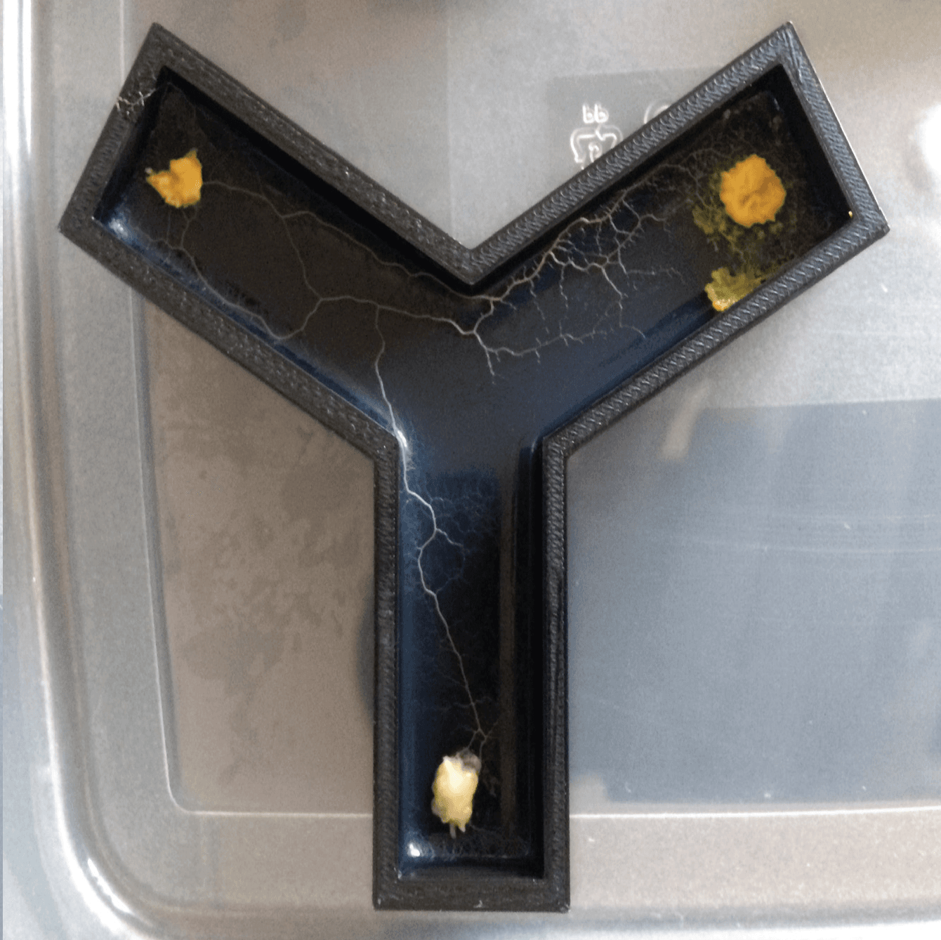 A slime mould 'OR gate' in action.
