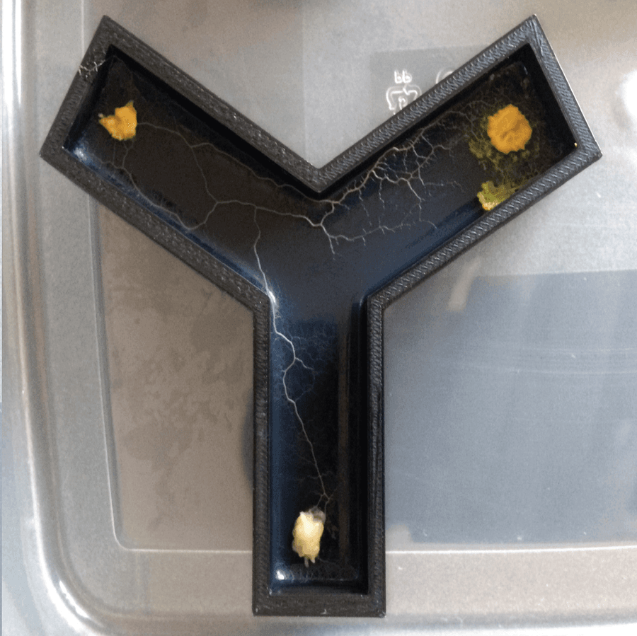 A slime mould 'OR gate' in action.