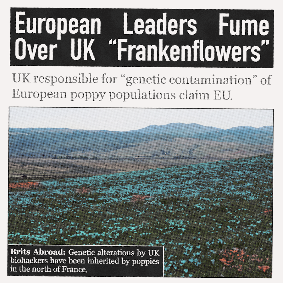 A fictional tabloid article showing biosensing poppies in northern France.
The headline reads: 'European Leaders Fume Over UK
Frakenflowers'.