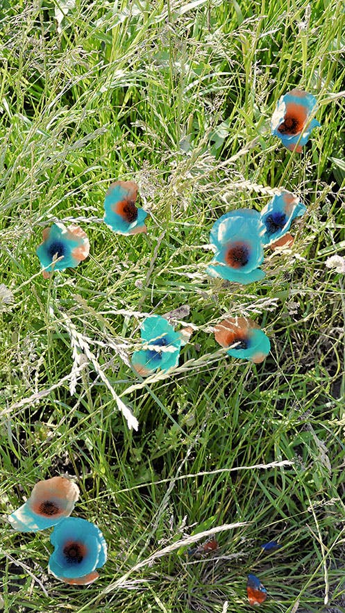 Biosensing poppies expressing mTurquoise chromoproteins in the presence of
heavy metal soil contamination.